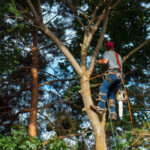 What Is Tree Service?